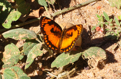 Byblia anvatara anvatara