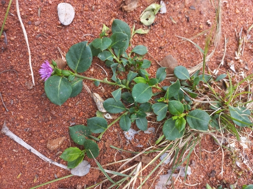 Corbichonia decumbens, photograph 5