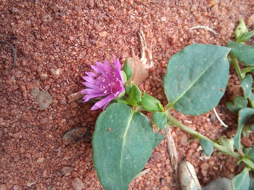 Corbichonia decumbens, photograph 6