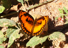 Byblia anvatara anvatara