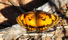 Byblia anvatara anvatara