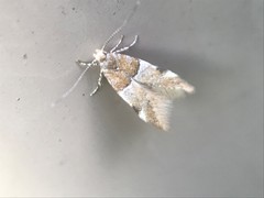 Theisoa constrictella