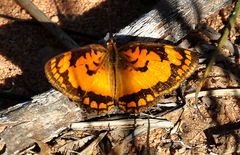 Byblia anvatara anvatara