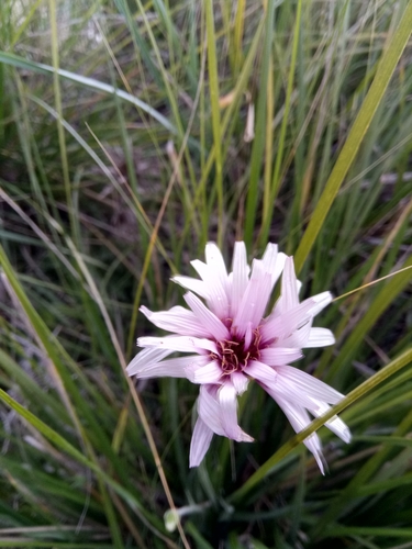 Pseudopodospermum undulatum subsp. undulatum image