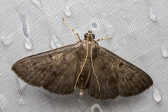 Omiodes tristrialis