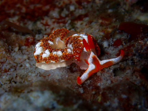 Moridilla maldivensis — seen at this dive site