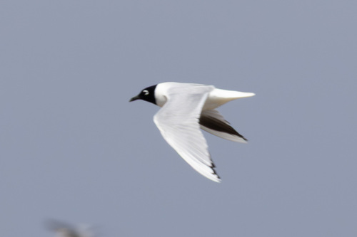 Saunders’s Gull｜黑嘴鸥 参考照片