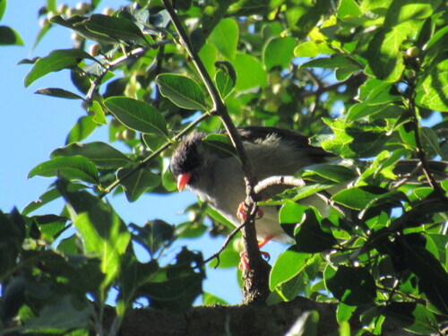iNaturalist image