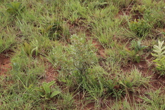 Diospyros lycioides nitens