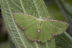 Argyrocosma inductaria