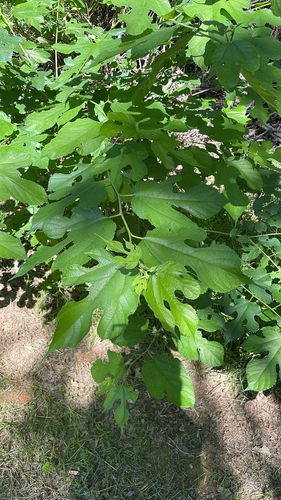 Featured image for “red mulberry”