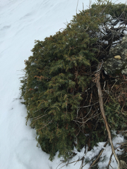 Juniperus communis hemisphaerica