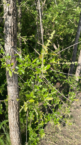 Featured image for “Quihoui privet”