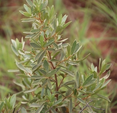 Diospyros lycioides nitens