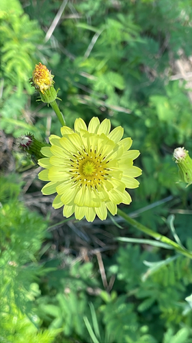 Featured image for “smallflower desert-chicory”