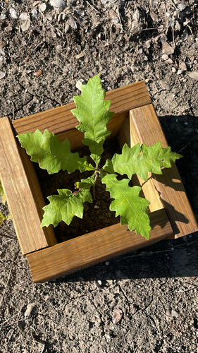 Featured image for “oaks”