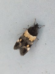 Triclonella determinatella