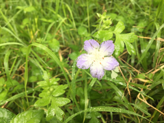 Nemophila