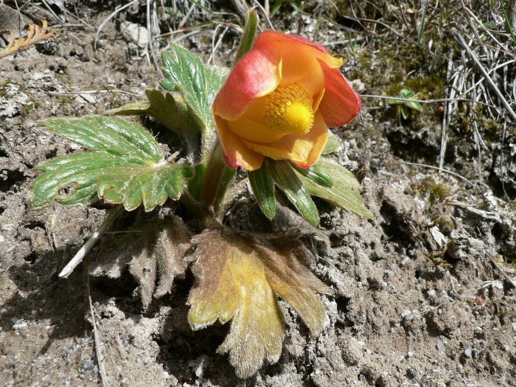 Krapfia gusmanii