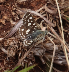 Spialia ferax