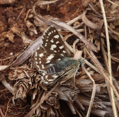 Spialia ferax