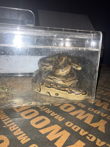 African Rock Python