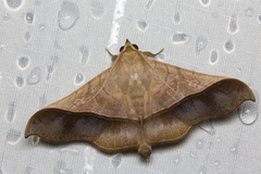 Chilkasa falcata
