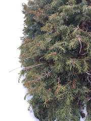 Juniperus communis hemisphaerica