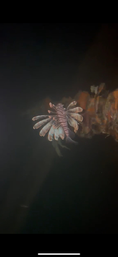 Pterois volitans