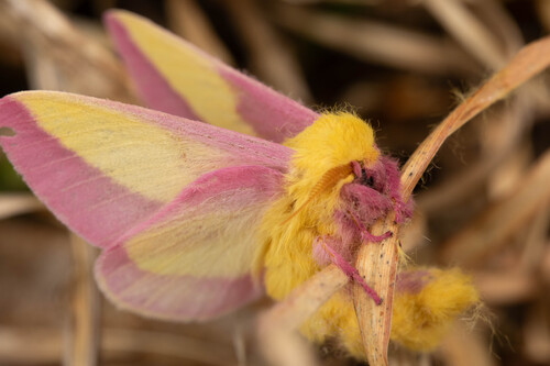 Rosy maple moth