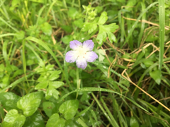 Nemophila
