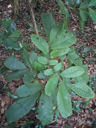 Cupania americana, photograph 2