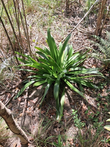 Hymenocallis latifolia, photograph 2