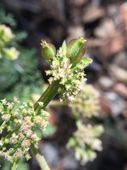 Lomatium dasycarpum dasycarpum