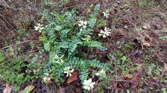 Astragalus soxmaniorum
