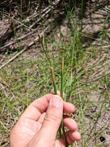 Eleocharis interstincta, photograph 2