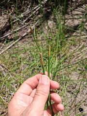 Eleocharis interstincta, photograph (c) Kurt Miller, some rights reserved (CC BY-SA)