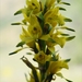 Chloraea lamellata - Photo (c) Christofer Olea, algunos derechos reservados (CC BY-NC), subido por Christofer Olea