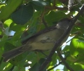 Avistamiento Curruca Capirotada