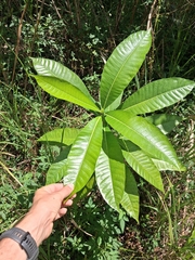Alstonia macrophylla, photograph (c) Kurt Miller, some rights reserved (CC BY-SA)
