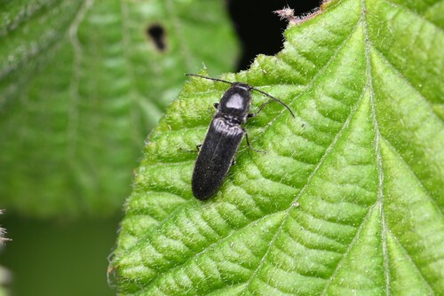 Ponel's click beetle