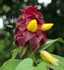Costus comosus