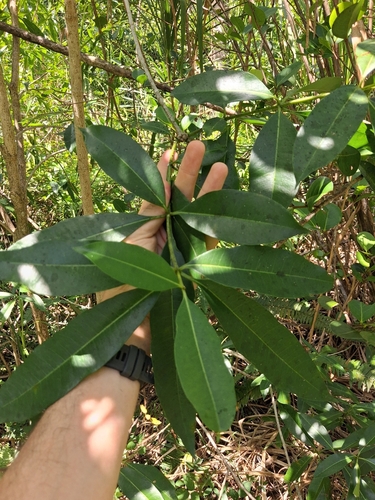 Rauvolfia nitida