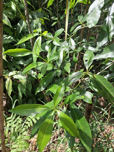 Rauvolfia nitida, photograph 1