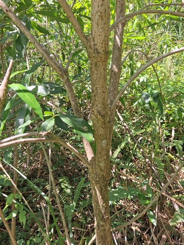 Rauvolfia nitida, photograph 2