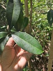 Rauvolfia nitida, photograph (c) Kurt Miller, some rights reserved (CC BY-SA)