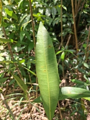 Rauvolfia nitida, photograph (c) Kurt Miller, some rights reserved (CC BY-SA)