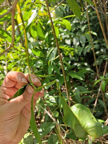 Rauvolfia nitida, photograph 5