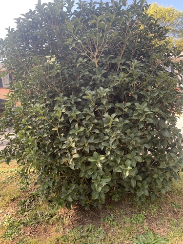 Osmanthus X fortunei