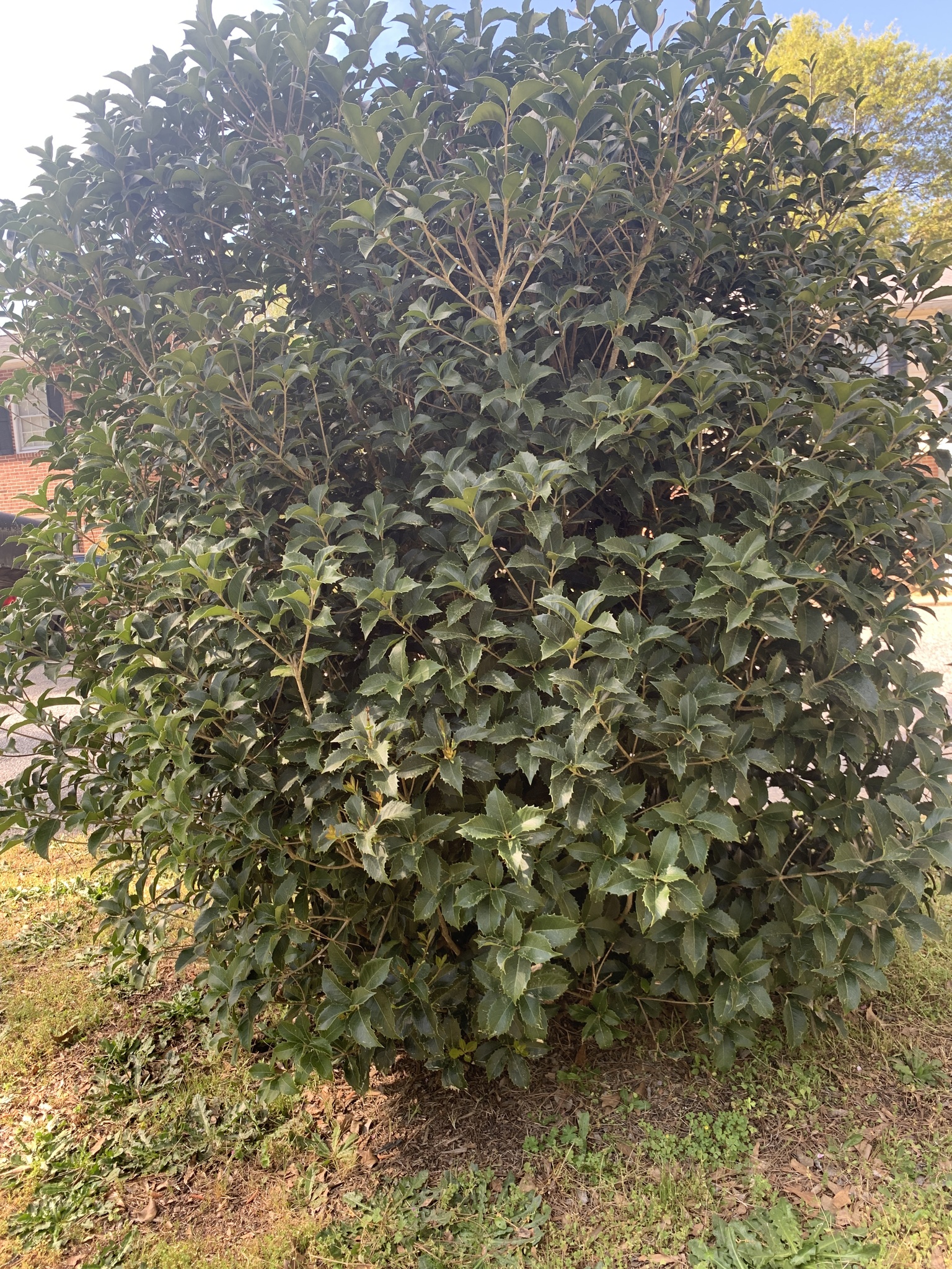 Osmanthus X fortunei
